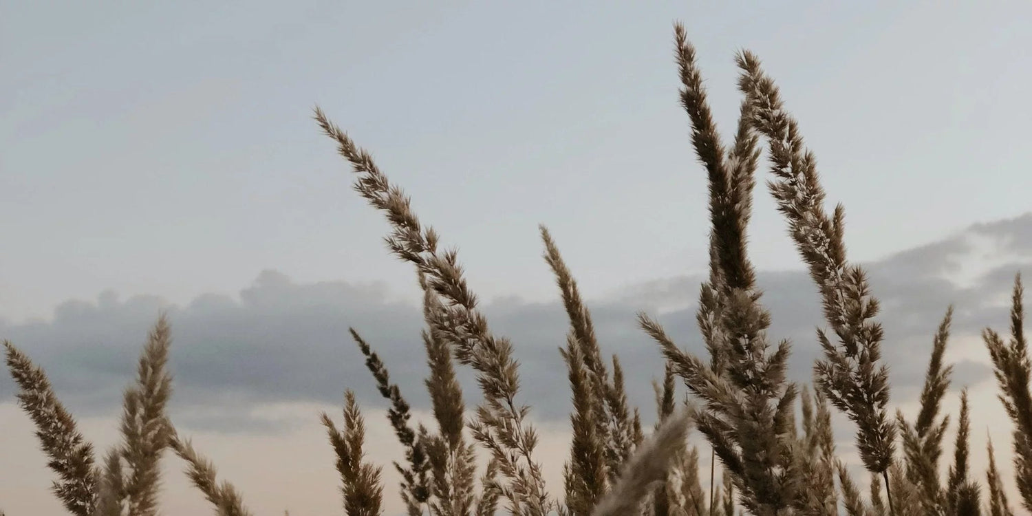 L-Tryptophan und 5-HTP – Die wichtigen Aminosäuren im Überblick. - Kurkraft