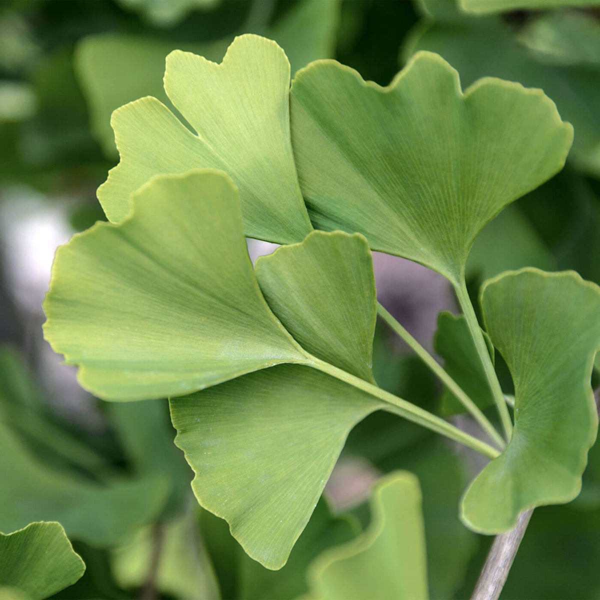 Fächerförmige Ginkgo-Biloba-Blätter – Rohstoff für den Kurkraft Ginkgo-Extrakt