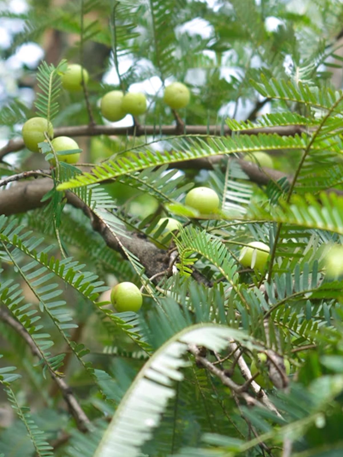 Amla-Früchte (indische Stachelbeere) am Baum – natürliche Zutat der Kurkraft Bio Triphala Kapseln