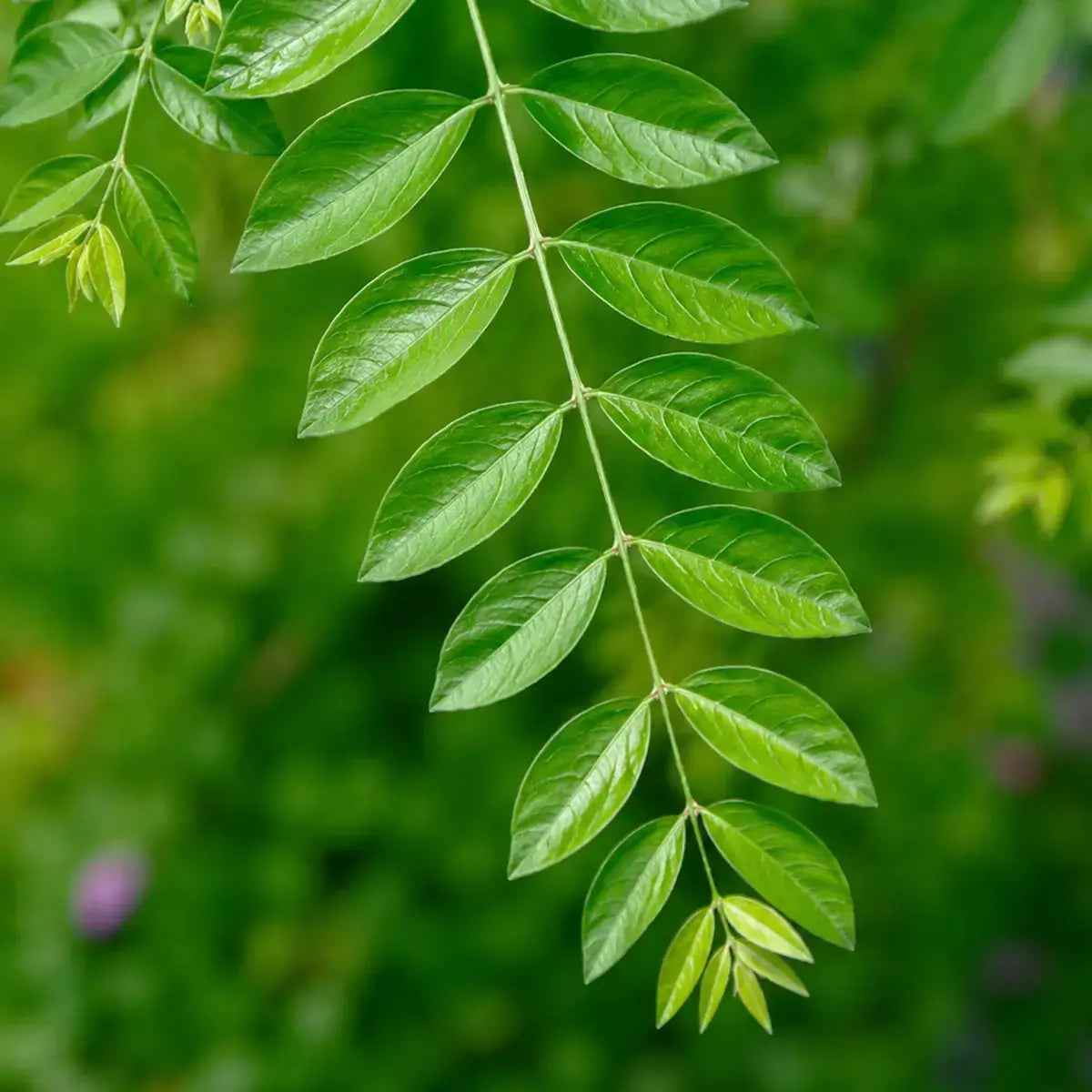 Blütenknospen des Japanischen Schnurbaums – natürliche Quelle für Quercetin