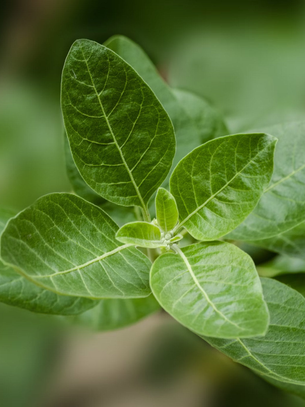 Nahaufnahme der Ashwagandha Pflanze (Withania somnifera) – Grundlage für Kurkraft Bio Ashwagandha Kapseln.