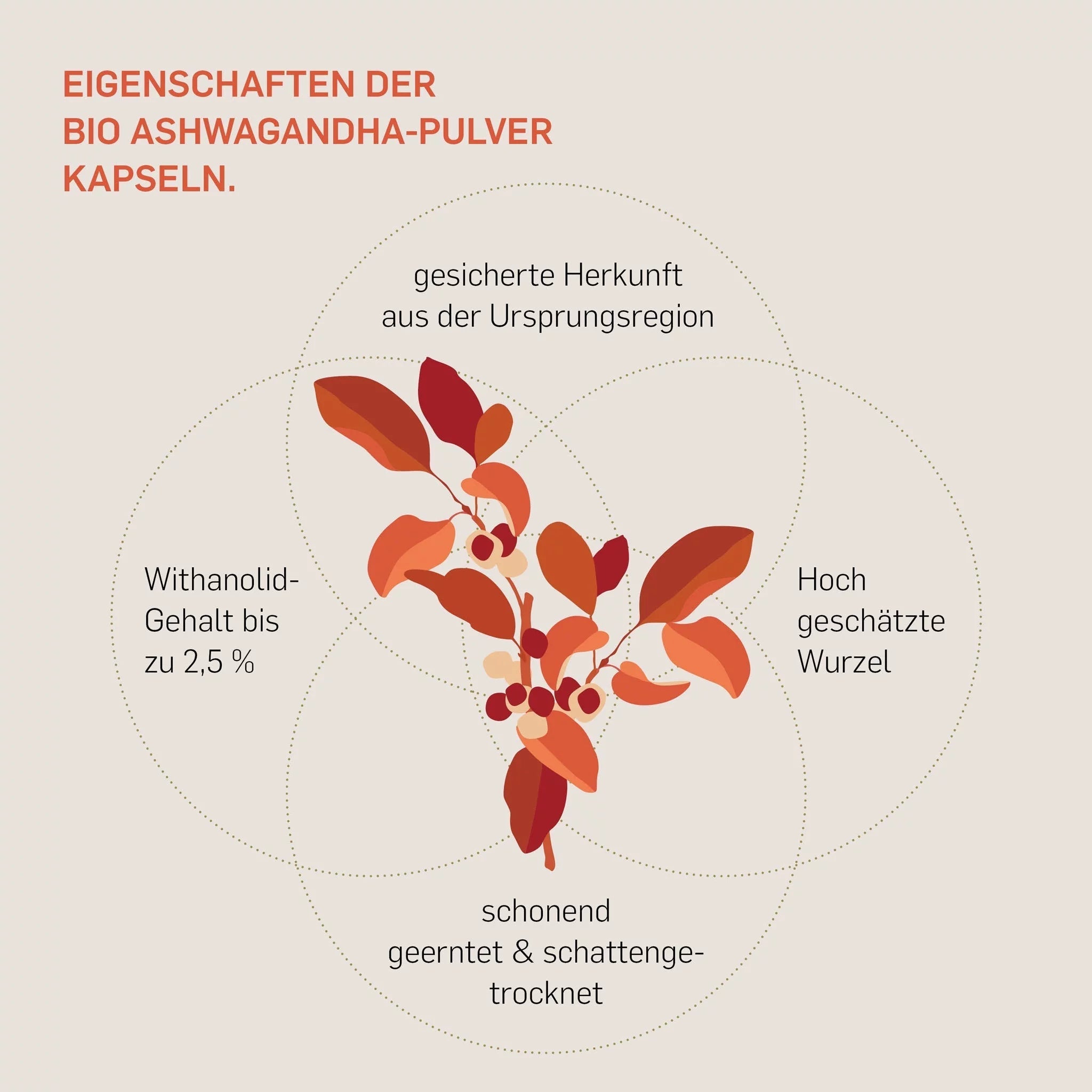 BIO ASHWAGANDHA - Kurkraft - BIO ASHWAGANDHA - Kurkraft