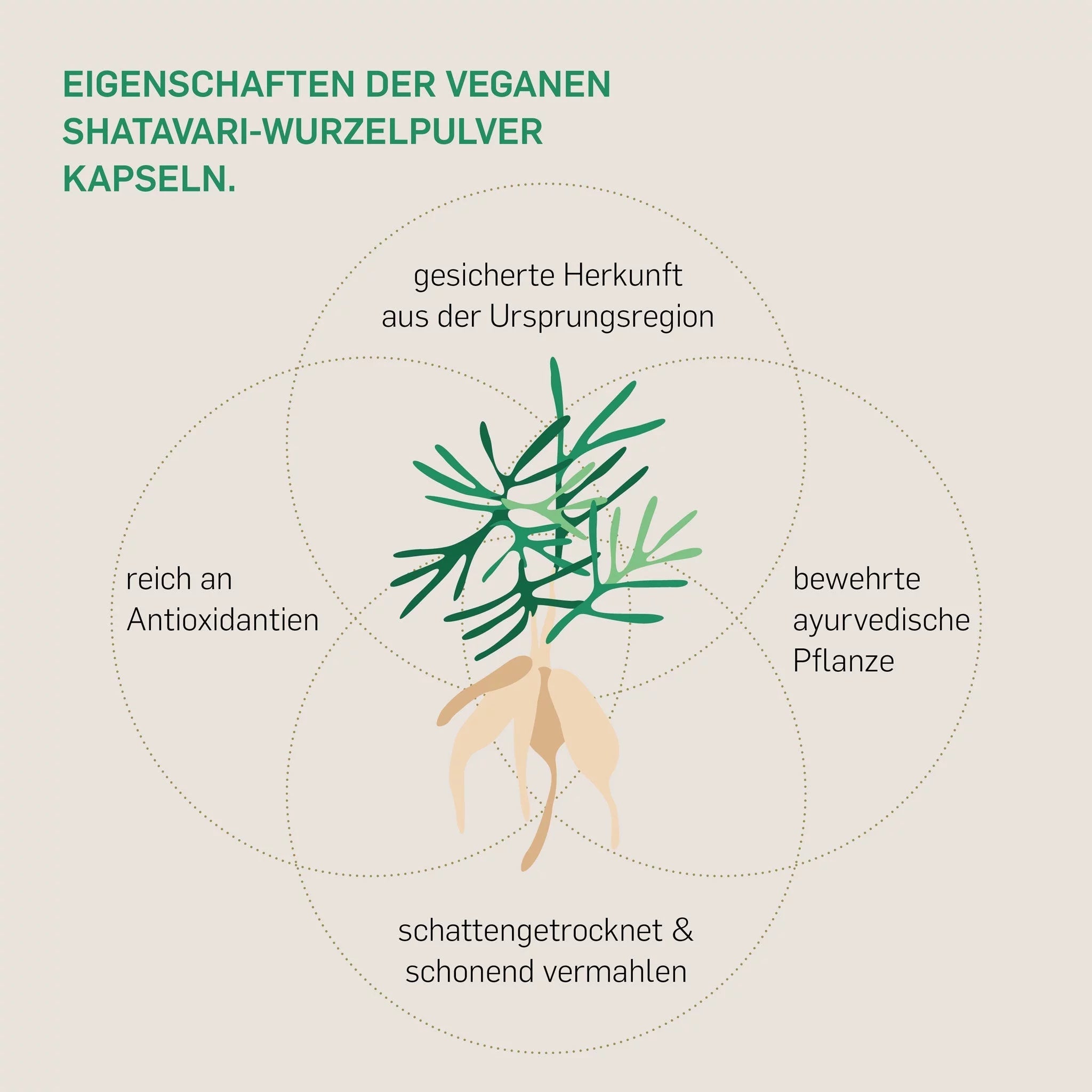 Eigenschaften Kurkraft Bio Shatavari Kapseln – Bio-Qualität, Wildsammlung, ayurvedisch, vegan