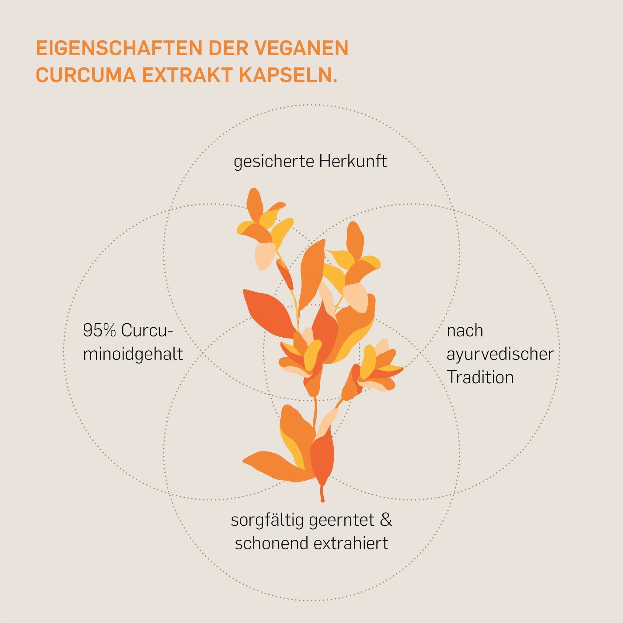 CURCUMA EXTRAKT - Kurkraft - CURCUMA EXTRAKT - Kurkraft