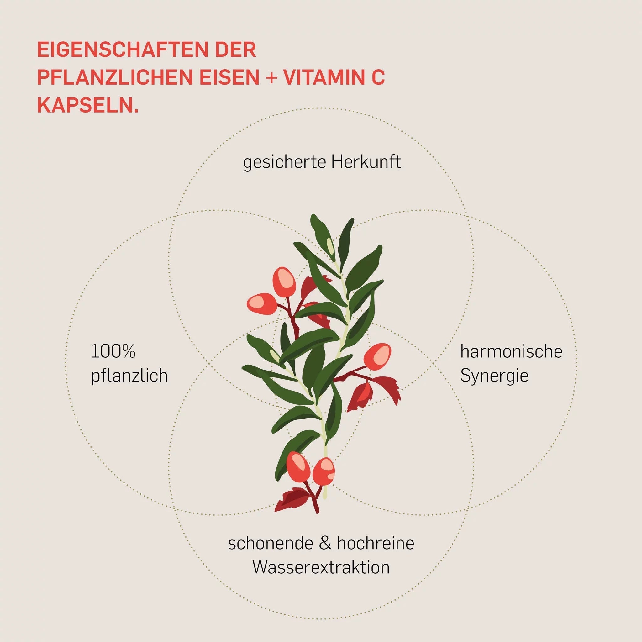 Eigenschaften Kurkraft Eisen Kapseln – pflanzlich, bioverfügbar, Vitamin C aus Hagebutte, vegan