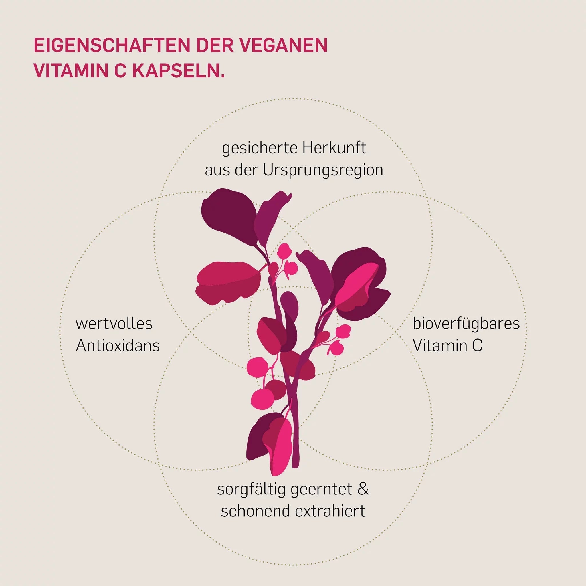 Eigenschaften Kurkraft Vitamin C Acerola Kapseln – Wasserextraktion, Bioflavonoide, vegan