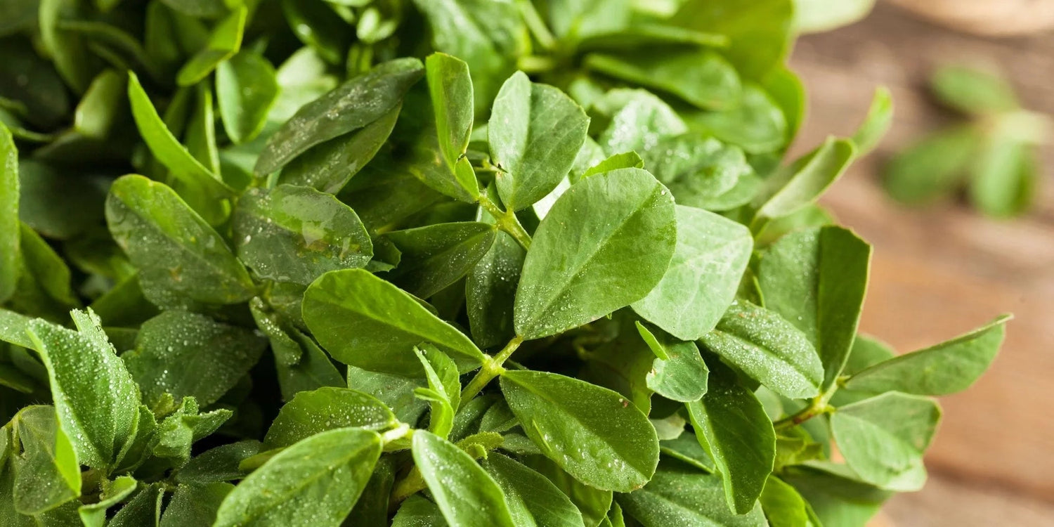 Bockshornklee – Ein ayurvedischer Schatz. - Kurkraft