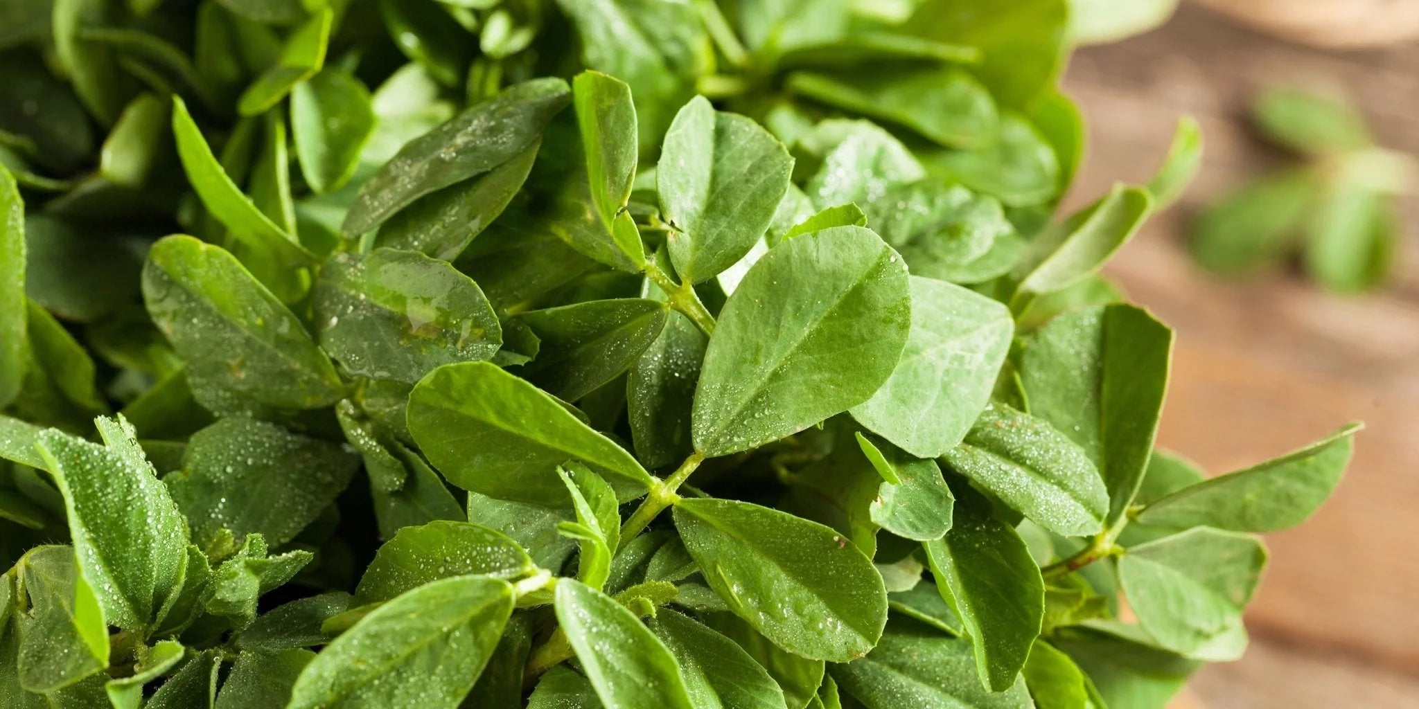 Bockshornklee – Ein ayurvedischer Schatz. - Kurkraft