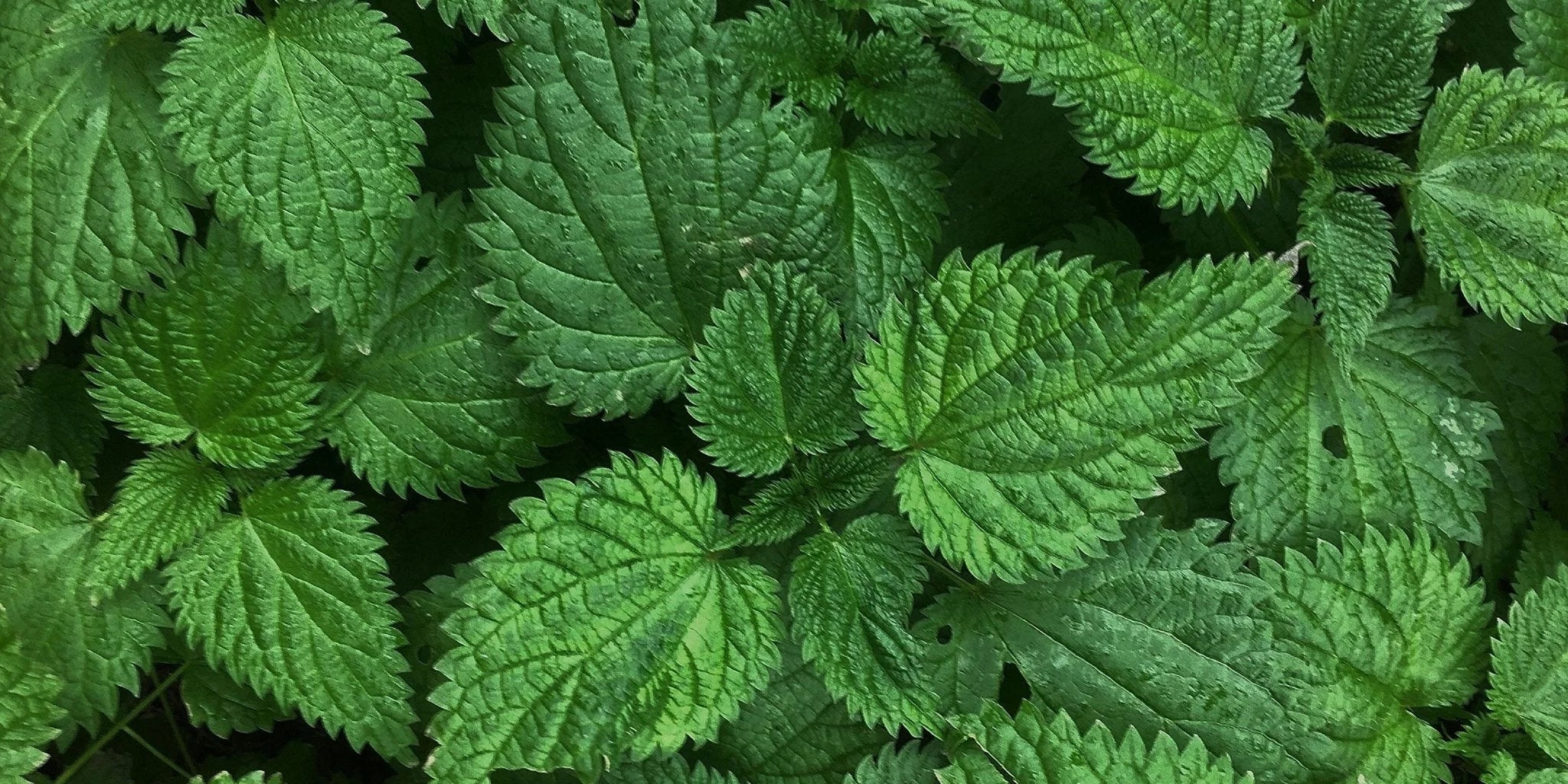 Brennnessel – altbekannt und mit weitreichendem Einsatzgebiet. - Kurkraft