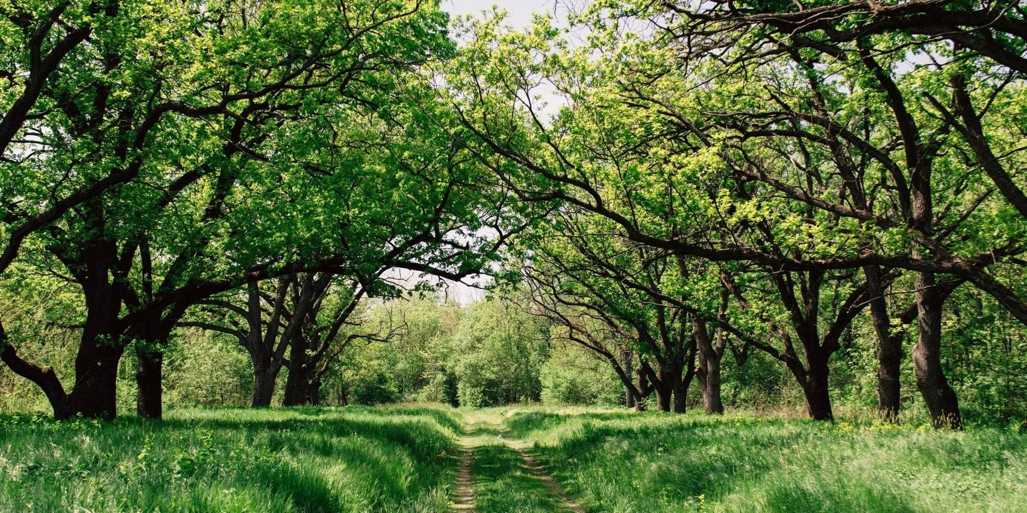 Chlorophyll –  das grüne Pflanzenblut. - Kurkraft