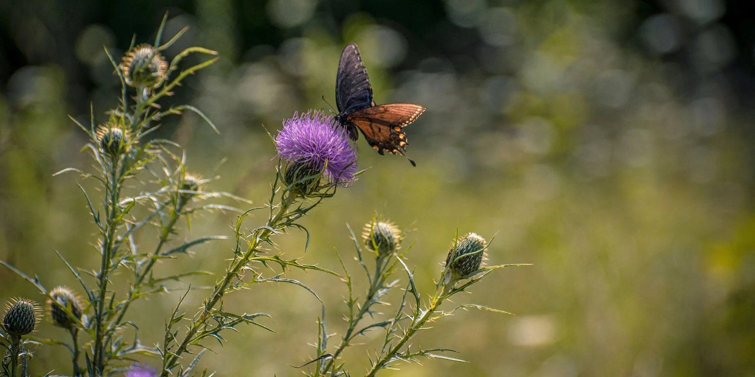 Mariendistel – Das purpurfarbene Kraut mit langer Tradition. - Kurkraft