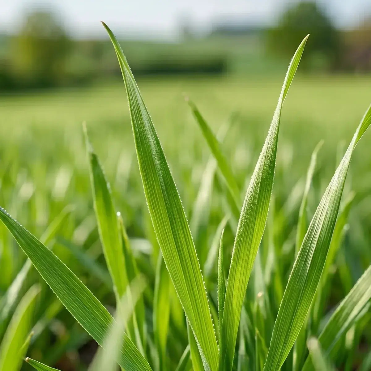 Junge grüne Gerstengras-Halme auf deutschem Bio-Feld vor der Ährenbildung