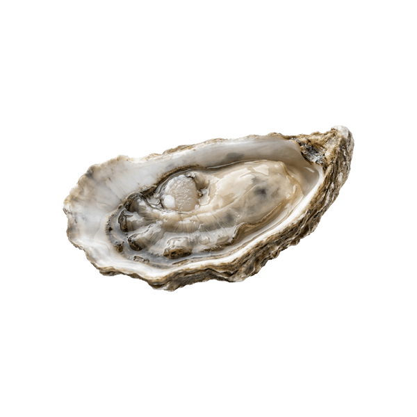 60 g Austern