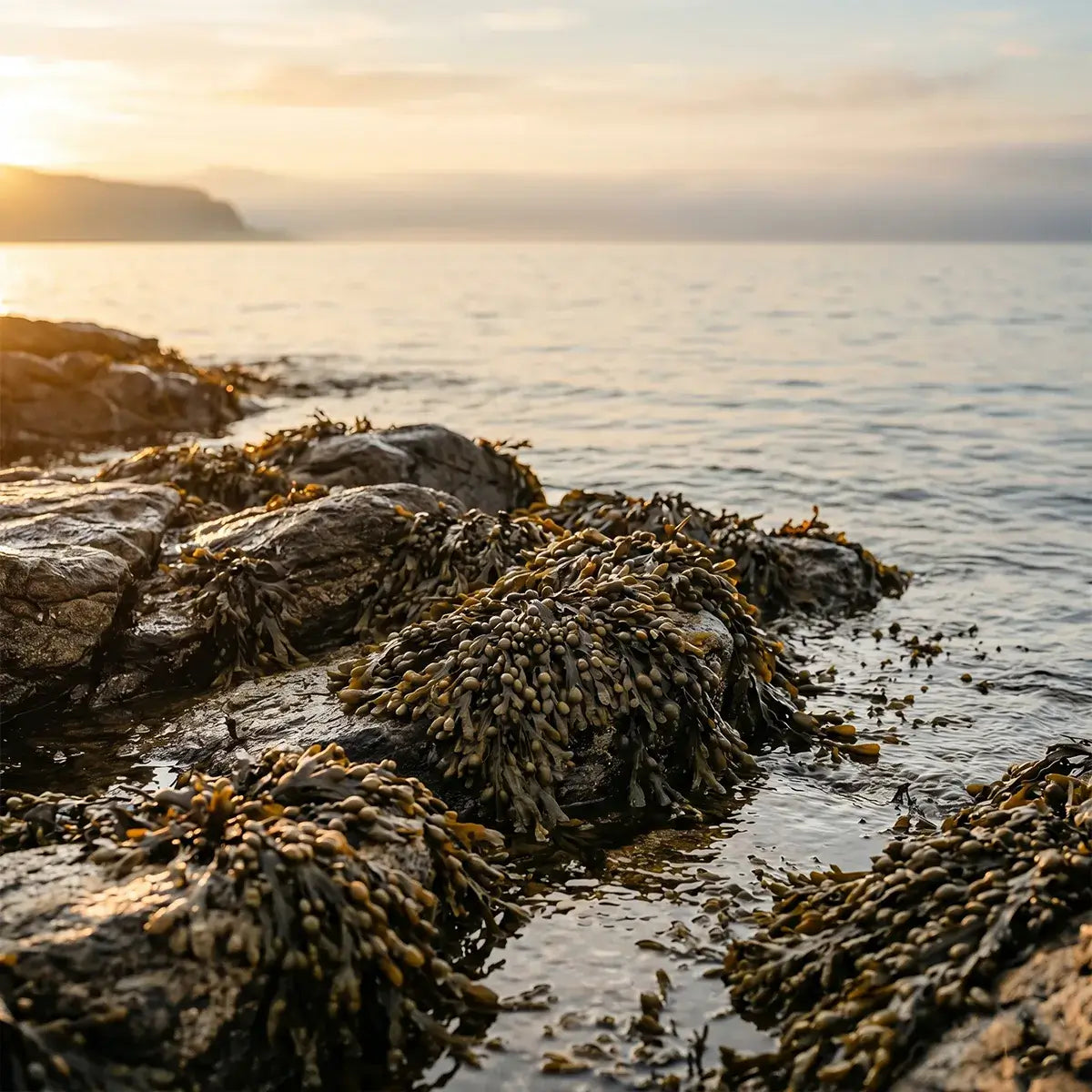 Bio Kelp (Ascophyllum nodosum) an der schottischen Atlantikküste – Rohstoff für Kurkraft Haar Vitamine